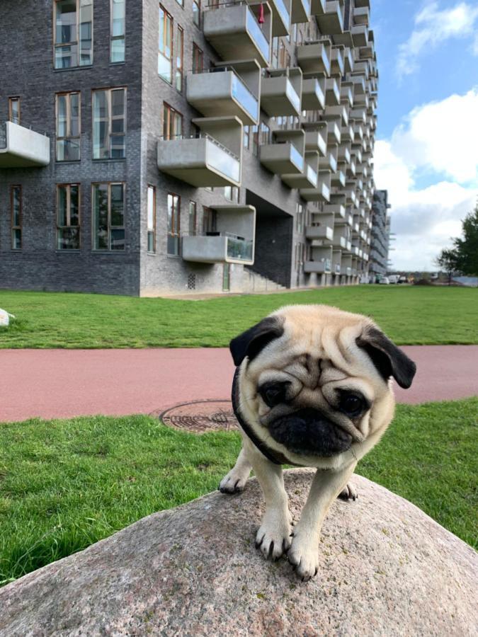 Cute Pug Guest Room Copenhague Exterior foto
